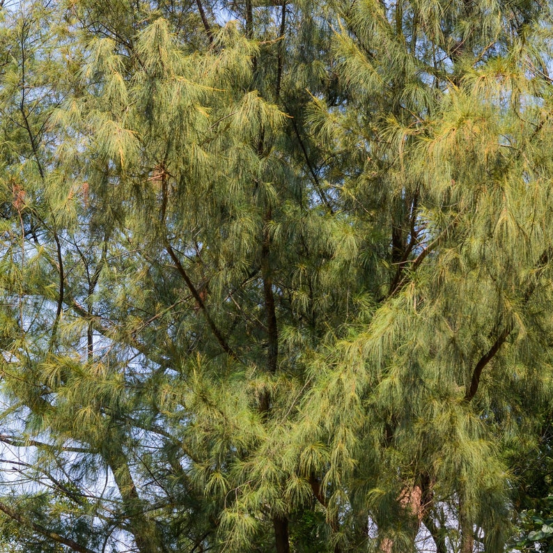 Casuarina Equisetifolia Seeds Grow Your Own Suru Tree, Australian Pine Home Garden, Eco-Friendly Gift 50/200/1000 Pack image 8