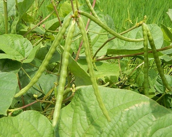 Grow Your Own Matki - Non-GMO Moth Bean Seeds, Choose Quantity 30/50/150, Ideal for Urban Gardens