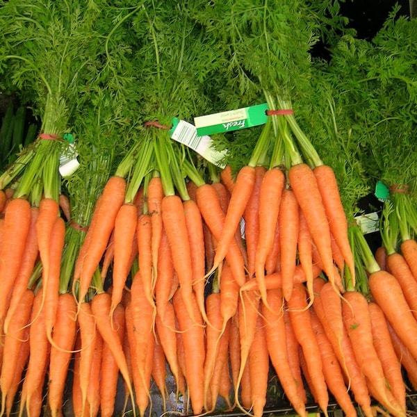 Organic Carrot Seeds Variety Pack - Healthy Home-Grown Vitamins, Easy Plant for Beginners, Unique Gardening Gift (30/120/600 Seeds)