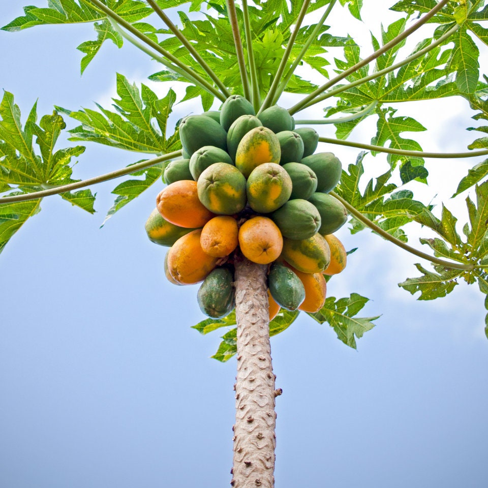 Papaya Tree Seeds 30 Pack Carica Papaya, Nongmo, Tropical Fruit Garden