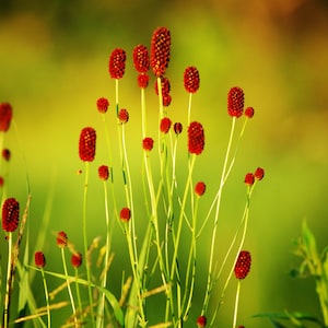 Großes Burnet Seeds Pack - 50 Bio Sanguisorba Officinalis Samen für Gartenliebhaber, perfektes Gärtnergeschenk