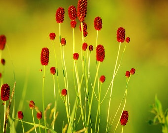 Great Burnet Seeds Pack - 50 Organic Sanguisorba Officinalis Seeds for Garden Enthusiasts, Perfect Gardener's Gift
