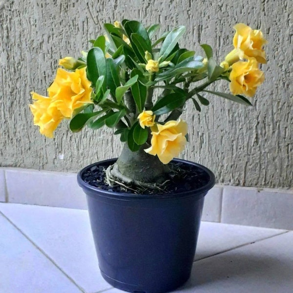 Adenium Socotranum 'Black × Black Gold Crown' Seeds - 3 Rare & Exotic Plant Seeds, Gardener's Dream, Thoughtful Eco-Friendly Gift