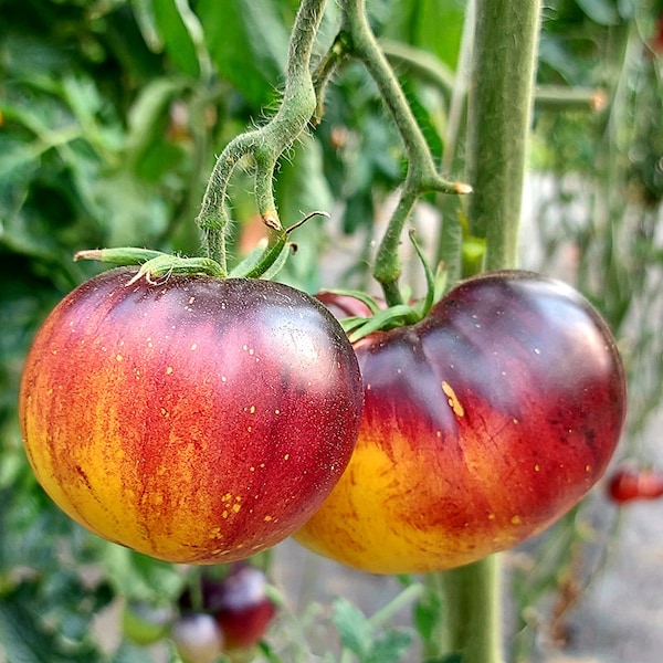 Heirloom Tomato Seeds - Great White + P20 Blue, Rare Garden Plant, Grow Unique Tomatoes, Perfect Gardener Gift (5 Seeds)