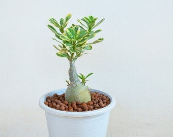 Adenium Arabum Diamond Billion Seeds - Iniciador de bonsái exótico raro, regalo de jardinería único