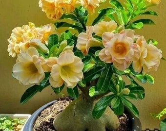 Golden Crown Adenium Arabicum - Lot de 3 graines de 1re génération, démarreur de bonsaï exquis, cadeau parfait pour les amateurs de plantes