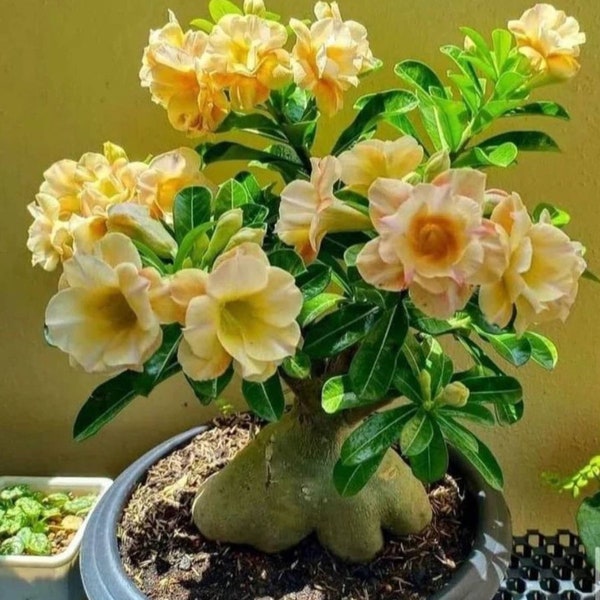 Golden Crown Adenium Arabicum - Lot de 3 graines de 1re génération, démarreur de bonsaï exquis, cadeau parfait pour les amateurs de plantes