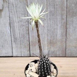 Rare Cactus Seeds Setiechinopsis Mirabilis Start Your Own Desert Oasis with 10 Seeds, Ideal Gift for Plant Lovers image 6