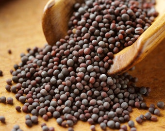 Organic Black Mustard Seeds in Bulk - 100/300/1000 Options - Grow Robust Mustard Plants for Cooking & Condiments