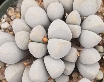 Exquisite Dinteranthus Seeds - Microspermus v.puberulus CH1949, Start Your Miniature Desert Garden
