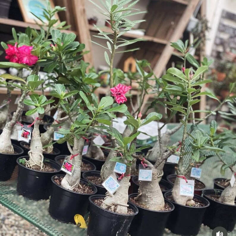 Golden Crown Adenium Arabicum 1st Gen 3 Seeds Pack, Exquisite Bonsai Starter, Perfect Gift for Plant Enthusiasts image 9