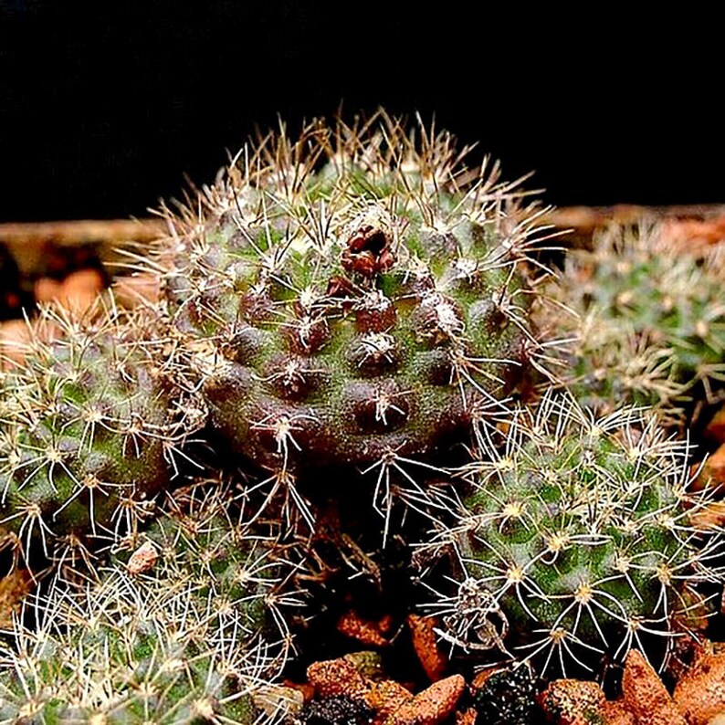 Rare Cactus Frailea Grahliana Seeds, Bundle of 10 Ideal for DIY Desert Landscaping, Thoughtful Present for Succulent Collectors zdjęcie 8