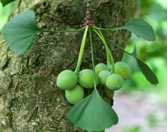 Ginkgo Biloba Tree Seeds (5-Pack) - Grow Your Own Ancient Herbal Plant, Perfect Gardening Gift for Nature Enthusiasts