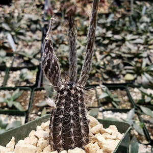 Rare Cactus Seeds Setiechinopsis Mirabilis Start Your Own Desert Oasis with 10 Seeds, Ideal Gift for Plant Lovers image 7
