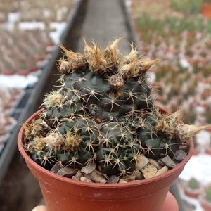 Rare Cactus Frailea Grahliana Seeds, Bundle of 10 Ideal for DIY Desert Landscaping, Thoughtful Present for Succulent Collectors zdjęcie 4