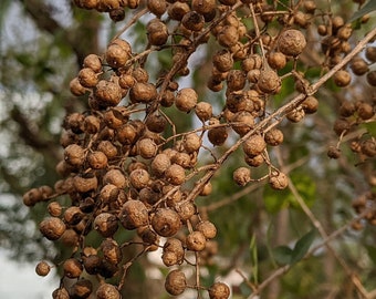 Heena Tree Seeds - Lawsonia Inermis, Pack of 50, Organic Henna Plant Seeds for Gardening Enthusiasts, Unique Eco-Friendly Gift