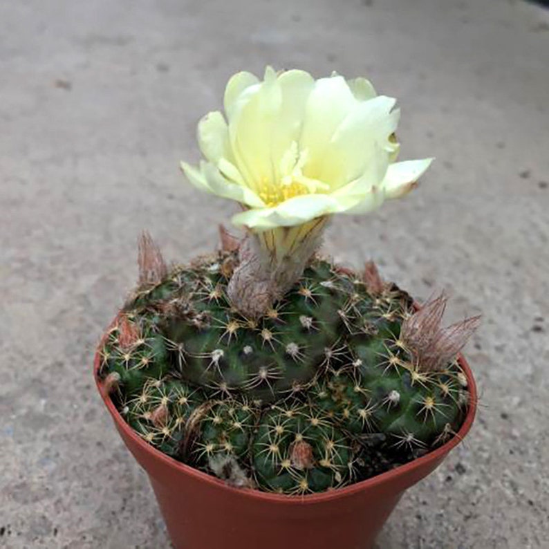 Rare Cactus Frailea Grahliana Seeds, Bundle of 10 Ideal for DIY Desert Landscaping, Thoughtful Present for Succulent Collectors zdjęcie 9