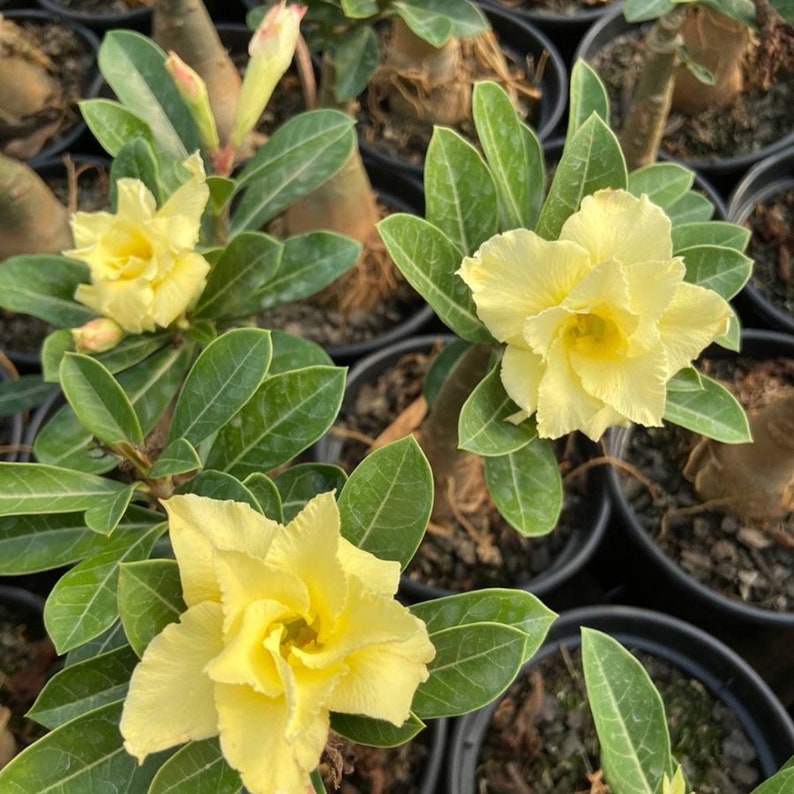 Golden Crown Adenium Arabicum 1st Gen 3 Seeds Pack, Exquisite Bonsai Starter, Perfect Gift for Plant Enthusiasts image 10