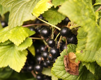 Organic Black Currant Seeds, Pack of 30 - Luscious Berries for Home Gardens - Ideal for Jam Makers - Garden Lover's Present