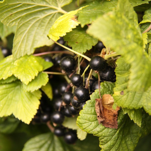 Organic Black Currant Seeds, Pack of 30 - Luscious Berries for Home Gardens - Ideal for Jam Makers - Garden Lover's Present