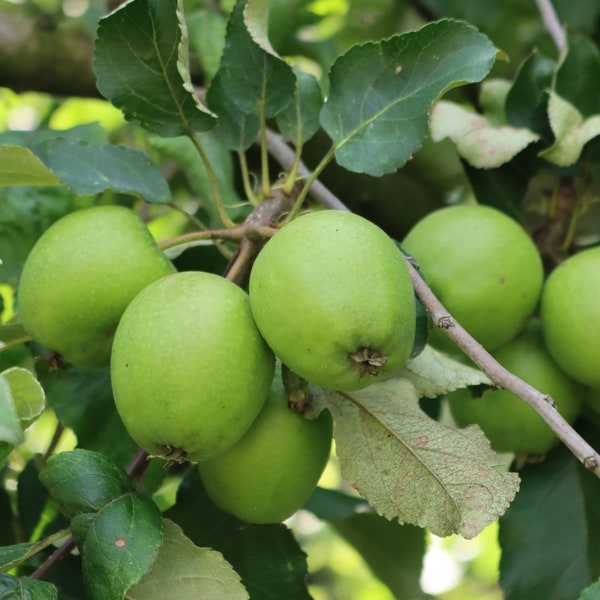 Organic Granny Smith Seeds (5) - Green Apple Cultivation, Heirloom Quality for Home Orchards, Thoughtful Gardener's Gift