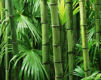 Graines de bambou massif - Dendrocalamus Strictus en vrac, options 30/120/600, créent une verdure luxuriante