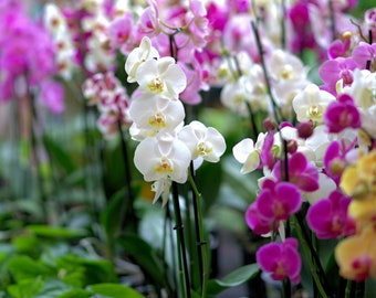 Lebendiges Orchideensamen-Sortiment - Über 1000 gemischte Samen, züchten Sie Ihre eigenen üppigen Orchideen, ein durchdachtes Geschenk für Hobbyisten