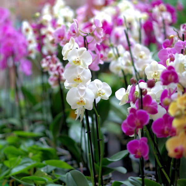 Levendig orchideezaadassortiment - meer dan 1000 gemengde zaden, kweek je eigen weelderige orchideeën, doordacht cadeau voor hobbyisten