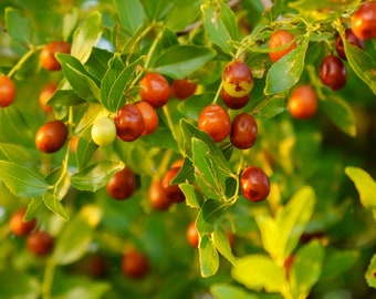 Organic Ziziphus Jujuba Seeds, 5 Red Date Seeds, Cultivate Your Edible Fruit Tree, Thoughtful Gardener's Gift