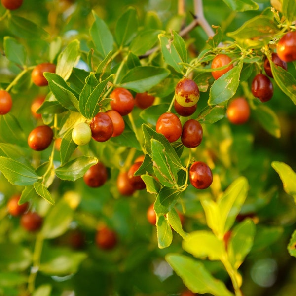 Semillas orgánicas de Ziziphus Jujuba, 5 semillas de dátil rojo, cultive su árbol frutal comestible, regalo reflexivo del jardinero