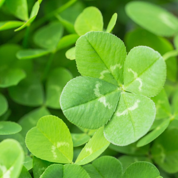 Four Leaf Glass Clover Seeds - Xlever Mix, Pack of 25, Unique Gardening Gift for Good Luck Charms