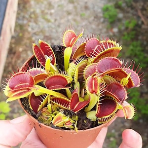 Carnivorous Venus Flytrap Seed Kit - 12 Rare Home Garden Seeds, DIY Plant Growing, Eco-Friendly Gift