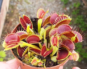 Vleesetende Venus Flytrap Seed Kit - 12 zeldzame huistuinzaden, doe-het-zelf plantenteelt, milieuvriendelijk cadeau