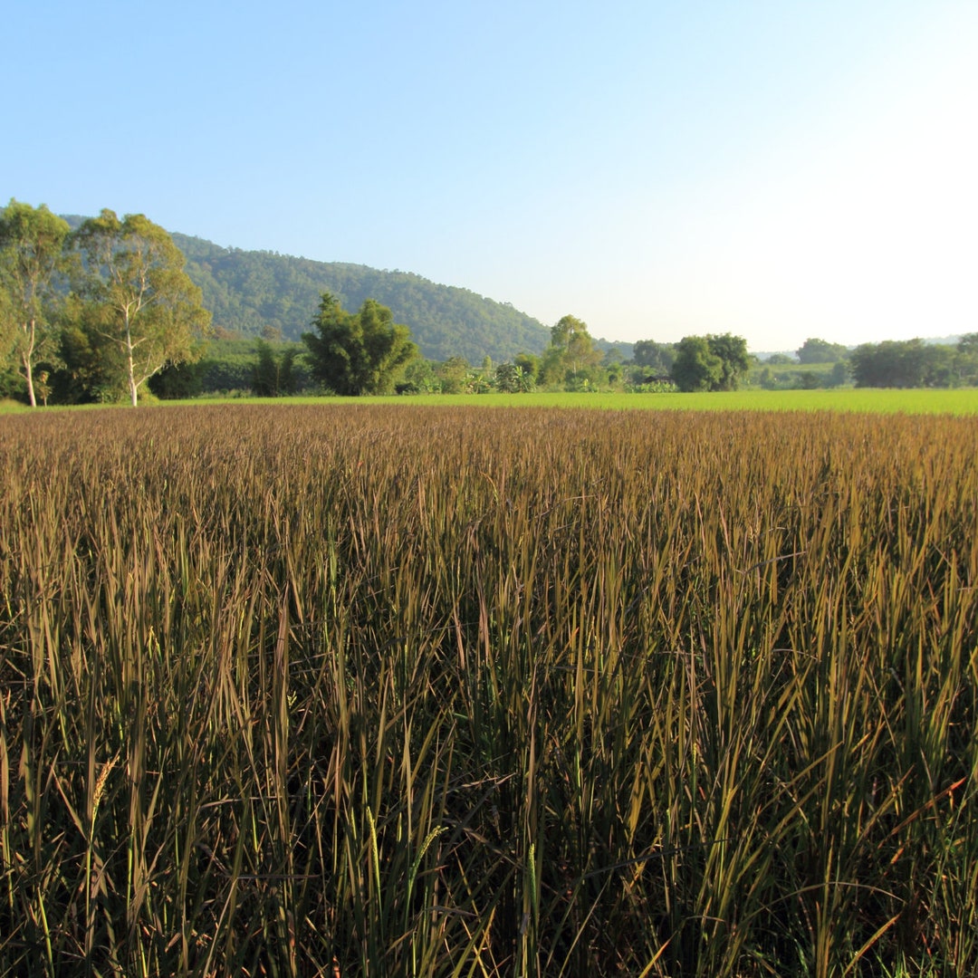 Rare Rice Heirloom Black Rice Seeds Nong Khai 62 Organic, Rare Grain for ...