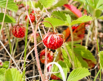 Mélange de graines de fraises bio - 20 graines de fraises crémeuses et vertes, parfait pour les projets de jardinage DIY, cadeau attentionné pour jardinier