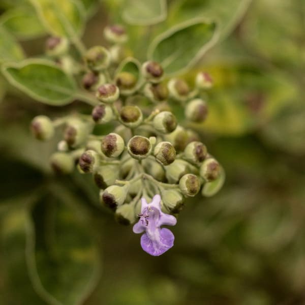 Organic Vitex Trifolia Seeds x10 - Aromatic Foliage, Ideal for Home Herbal Gardens, Thoughtful Present for Green Thumbs