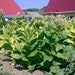 see more listings in the Tobacco seeds section