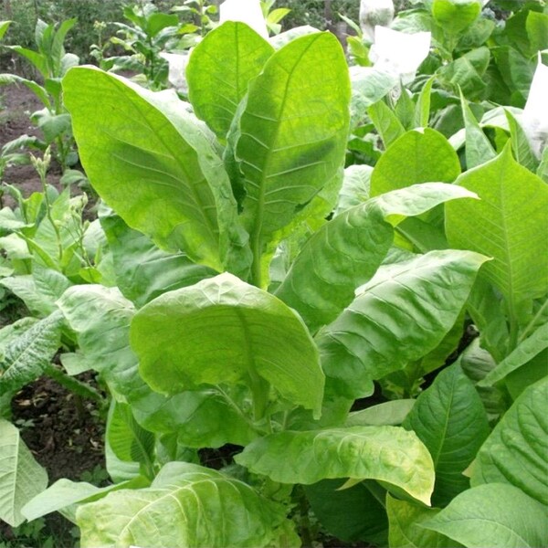 Tobacco Burley 9 30/100/500 Pcs fresh seeds, Nicotiana tabacum, Tobacco bush seeds, Organic seeds, Non GMO