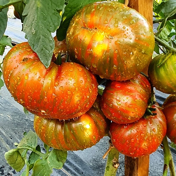 Organic Siegel's Striped Tomato Seeds (5) - Unique Dark Pattern, Home Garden Planting, Heirloom Variety