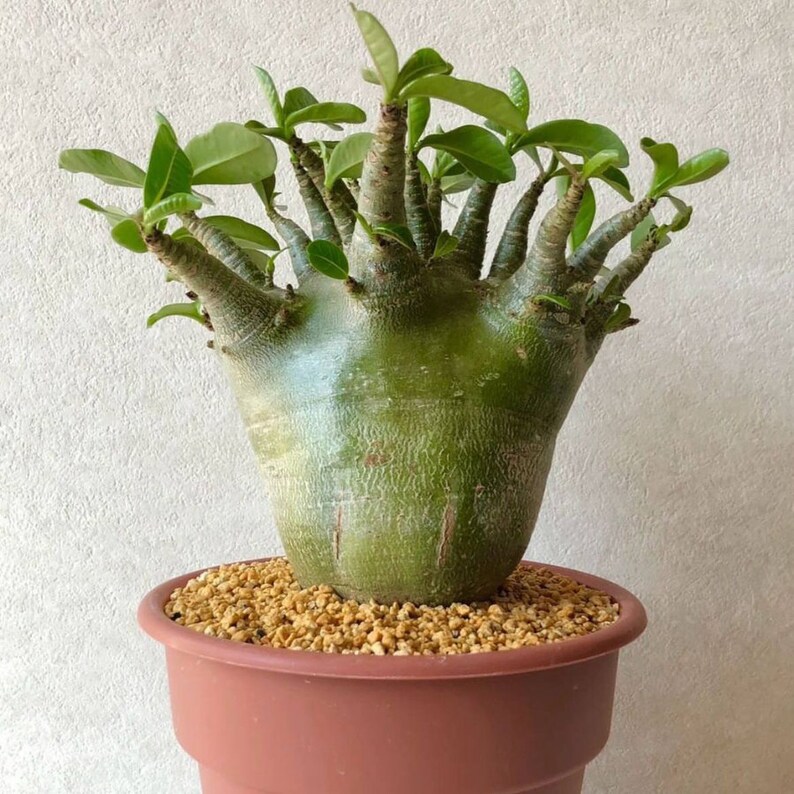 Golden Crown Adenium Arabicum 1st Gen 3 Seeds Pack, Exquisite Bonsai Starter, Perfect Gift for Plant Enthusiasts image 4