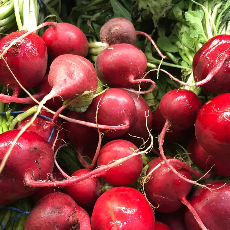 Premium Red Ball Turnip Seeds Easy Grow, Heirloom Quality, Fresh