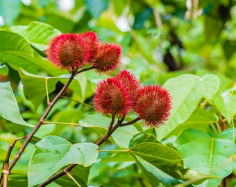 Rare Annatto Seeds, Bixa Orellana - 10 Pack, Grow Your Own Natural Coloring Plants, Perfect Gift for Gardeners