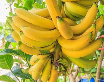 Exotic Dwarf Banana Seeds - Small Banana 15 Seed Pack, Indoor/Outdoor Tropical Fruit Growing