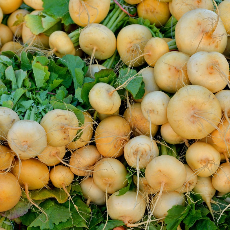 Premium Golden Ball Turnip Seed Selection Harvest Your Own Golden