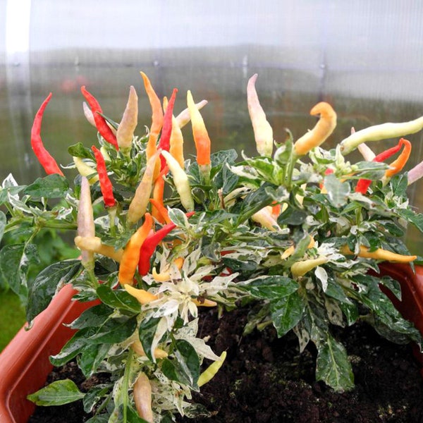 Vibrant Hot Pepper Seeds - Ornamental Shu Variety, Pack of 5 - Perfect for Home Gardeners & Spicy Decor