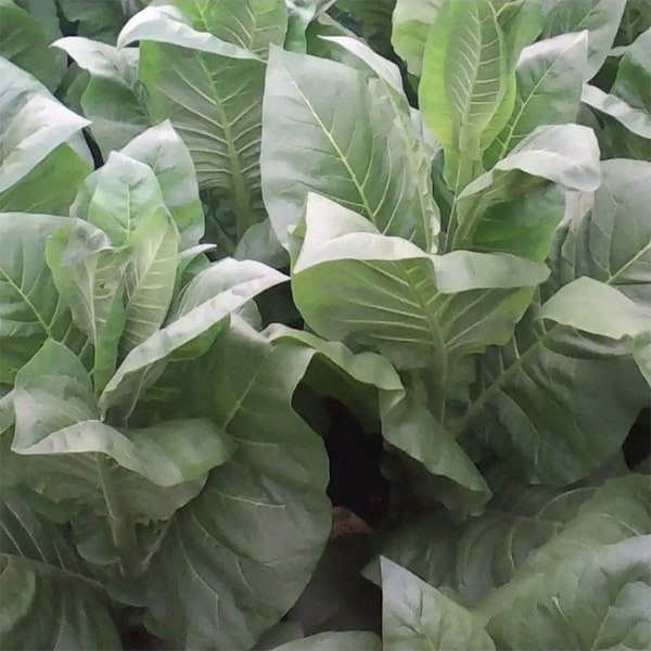 Tobacco Lorscher 30/100/500 Pcs fresh seeds, Nicotiana tabacum, Tobacco bush seeds, Organic seeds, Non GMO