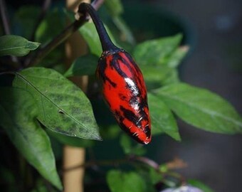 Rare Black Scorpion Tongue Pepper Seeds (5) - Hot Exotic Heirloom Variety, Perfect for Gardeners & Spicy Food Enthusiasts