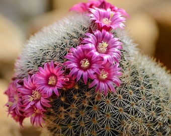 Woolly Nipple Cactus Seeds (10) - Mammillaria mammillaris, Easy-to-Grow Cacti, Ideal Gift for Green Thumbs