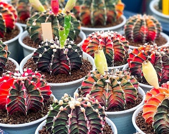 Rare Cactus Seed Mix - Gymnocalycium Variety Pack, 10 Seeds - Start Your Own Desert Garden - Unique Gardening Gift