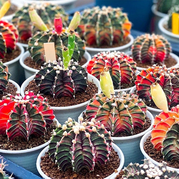 Rare Cactus Seed Mix - Gymnocalycium Variety Pack, 10 Seeds - Start Your Own Desert Garden - Unique Gardening Gift